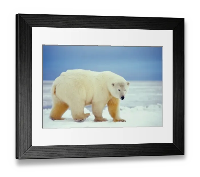 Framed Print : polar bear, Ursus maritimus, walking along the pack ice, 1002 area of the Arctic Framed Print : polar bear, Ursus maritimus, walking along the pack ice, 1002 area of the Arctic