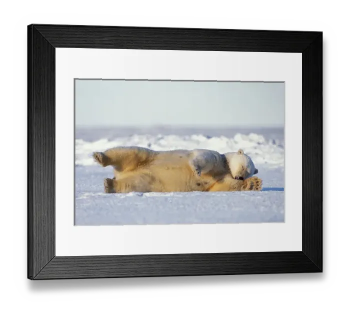 Framed Print : polar bear, Ursus maritimus, rolling around on the pack ice, 1002 area of the Arctic Framed Print : polar bear, Ursus maritimus, rolling around on the pack ice, 1002 area of the Arctic