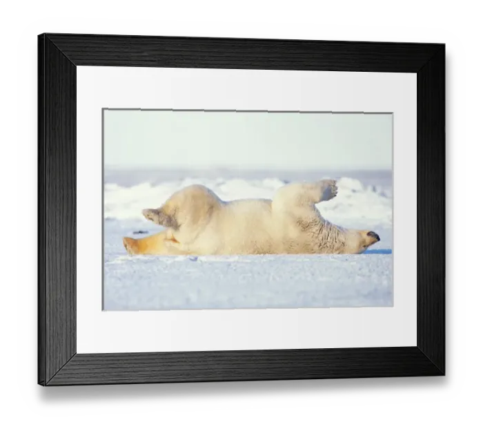 Framed Print : polar bear, Ursus maritimus, rolling around on the pack ice, 1002 area of the Arctic Framed Print : polar bear, Ursus maritimus, rolling around on the pack ice, 1002 area of the Arctic