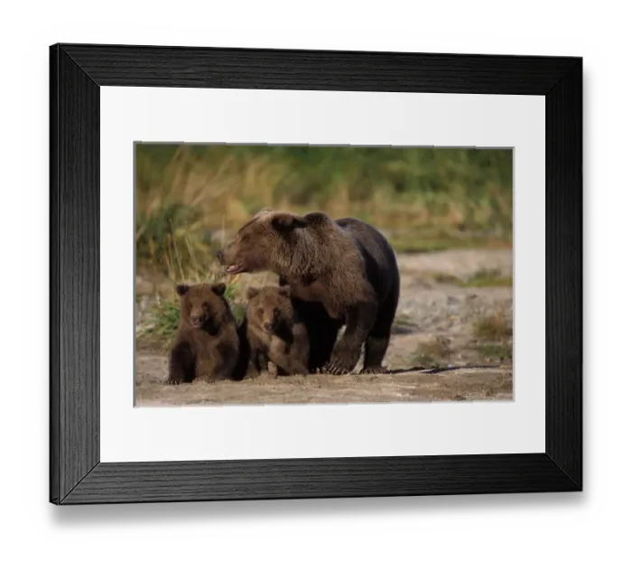 Framed Print : brown bear, Ursus arctos, grizzly bear, Ursus horribils, sow with cubs along a riverbank