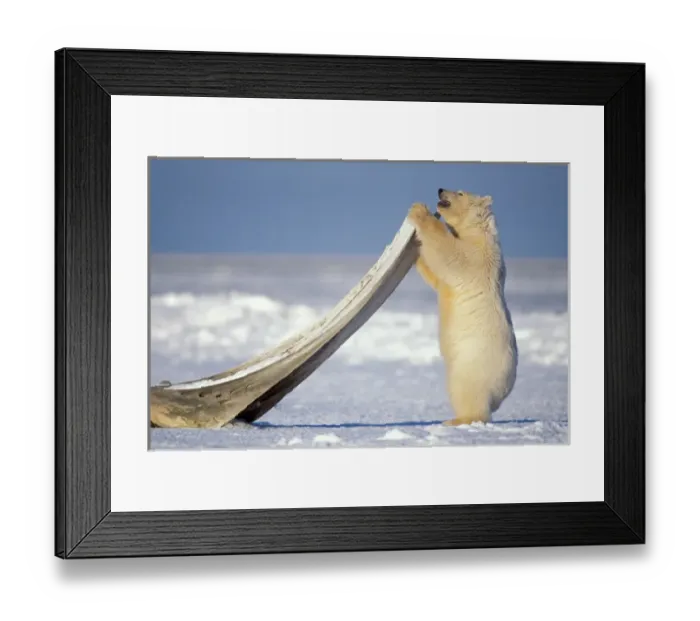 Framed Print : polar bear, Ursus maritimus, cub scratching itself with a bowhead whale, Balaena mysticetus
