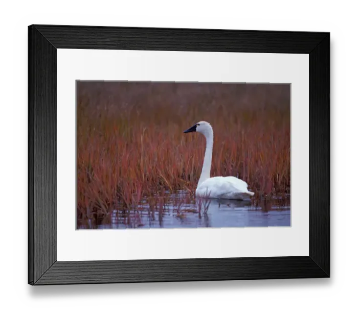 Framed Print : whistling swan, Cygnus columbianus, feeding on aquatic plants, 1002 coastal plain