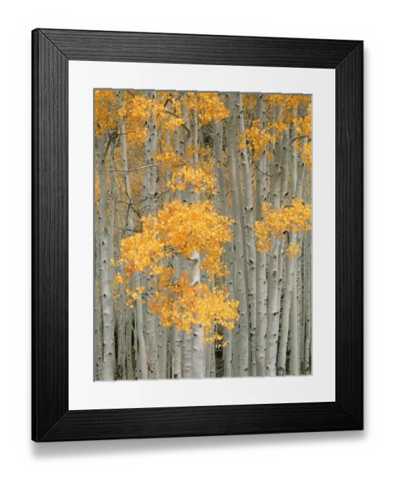 Framed Print : USA, Utah, Aspen gove (Populus tremuloides) in autumn on Fish Lake Pleateau near