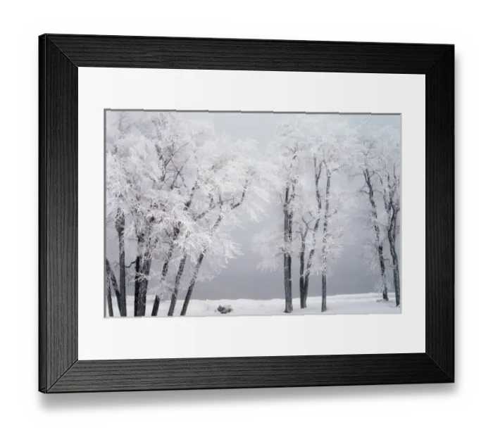 Framed Print : USA, Utah, Bear Lake, Renddezvous, Beach, Hoar frost on cottonwoods during winter Framed Print : USA, Utah, Bear Lake, Renddezvous, Beach, Hoar frost on cottonwoods during winter