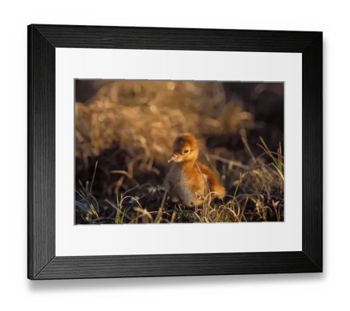 Framed Print : sandhill crane, Grus canadensis, chick in the grass, 1002 area of Arctic National Wildlife Refuge Framed Print : sandhill crane, Grus canadensis, chick in the grass, 1002 area of Arctic National Wildlife Refuge