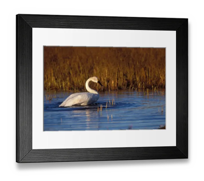 Framed Print : whistling swan, Cygnus columbianus, on the 1002 coastal plain of the Arctic National