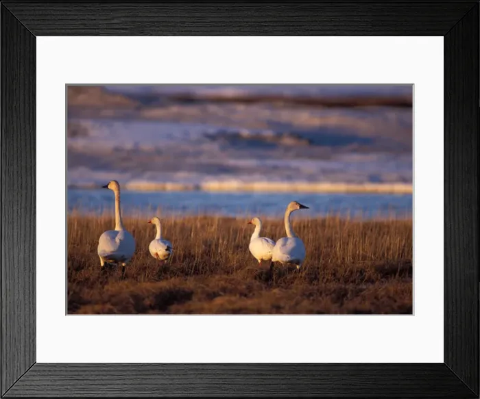 Framed Print : whistling swan, Cygnus columbianus, and snow geese, Chen caerulescens, along