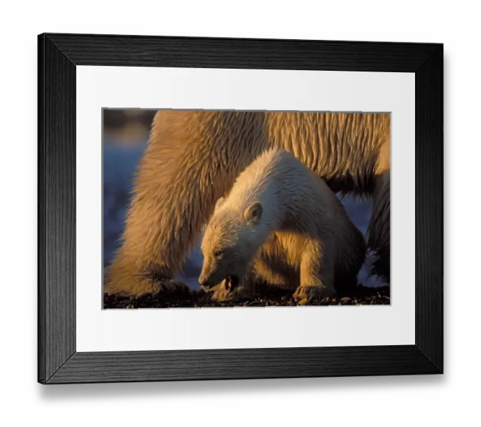 Framed Print : polar bear, Ursus maritimus, cub sits safely under its mothers belly, 1002 coastal
