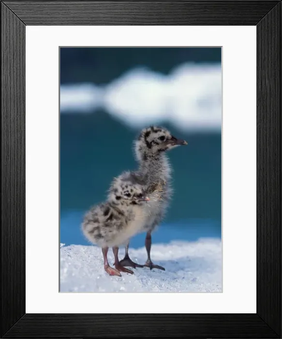 Framed Print : muw gull chicks, Larus canus, on an ice floe at Bear Glacier, Kenai Fjords National Park Framed Print : muw gull chicks, Larus canus, on an ice floe at Bear Glacier, Kenai Fjords National Park