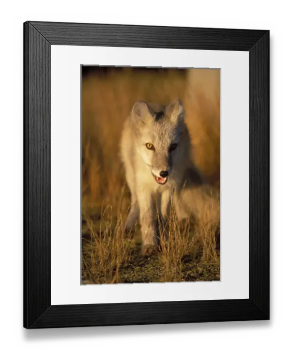 Framed Print : arctic fox, Alopex lagopus, coat changing from winter to summer, 1002 coastal plain Framed Print : arctic fox, Alopex lagopus, coat changing from winter to summer, 1002 coastal plain