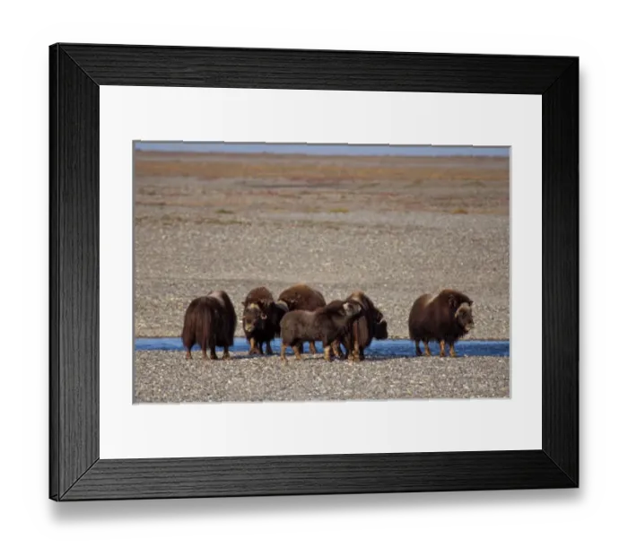 Framed Print : muskox, Ovibos moschatus, group along a river in the central Arctic coastal plain Framed Print : muskox, Ovibos moschatus, group along a river in the central Arctic coastal plain