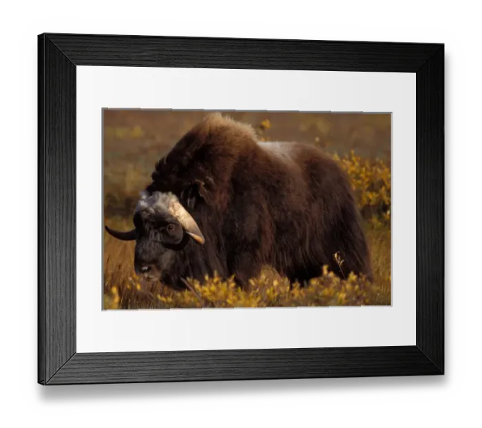Framed Print : muskox, Ovibos moschatus, on the central Arctic coastal plain, North Slope of the Brooks Range