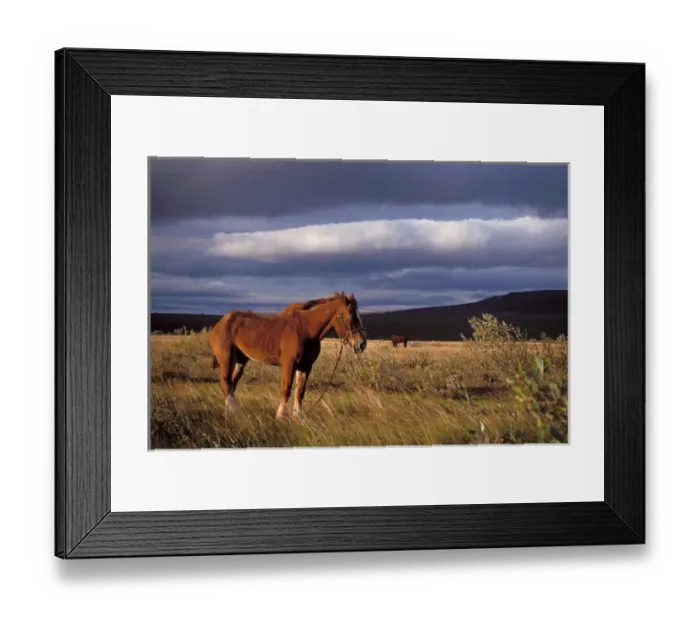 Framed Print : horse, Equus caballus, belonging to a caribou hunter in a field along the North Slopes Framed Print : horse, Equus caballus, belonging to a caribou hunter in a field along the North Slopes