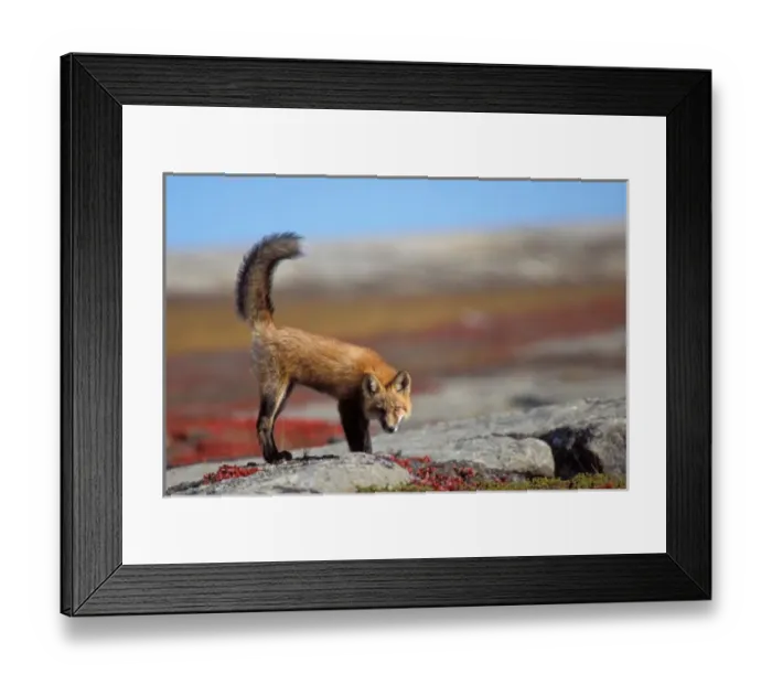Framed Print : red fox, Vulpes vulpes, along the central North Slope of the Brooks Range, Arctic Alaska Framed Print : red fox, Vulpes vulpes, along the central North Slope of the Brooks Range, Arctic Alaska
