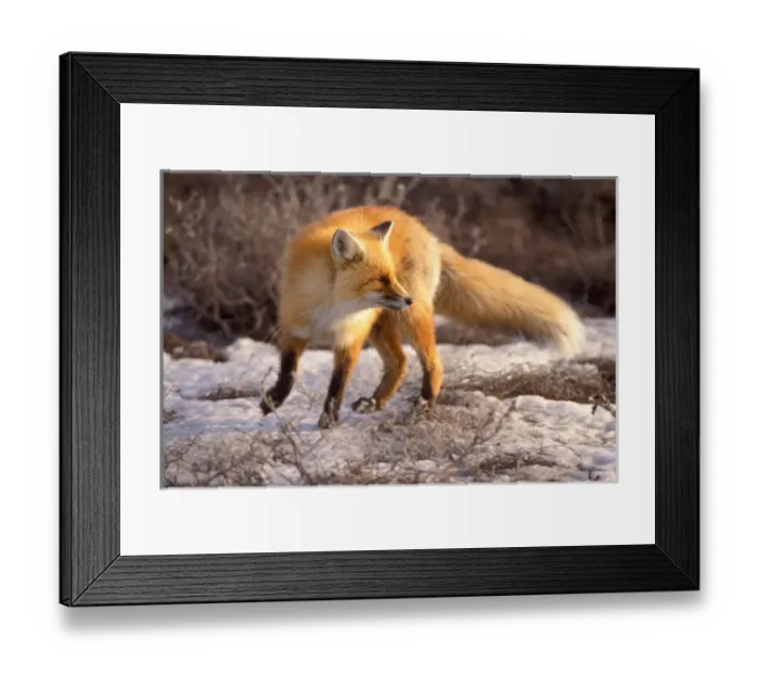 Framed Print : red fox, Vulpes vulpes, on the North Slope, 1002 coastal plain of the Arctic National Framed Print : red fox, Vulpes vulpes, on the North Slope, 1002 coastal plain of the Arctic National