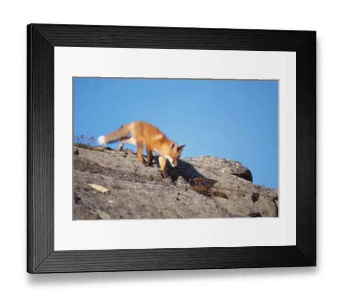 Framed Print : red fox, Vulpes vulpes, along the central North Slope of the Brooks Range, Arctic Alaska Framed Print : red fox, Vulpes vulpes, along the central North Slope of the Brooks Range, Arctic Alaska