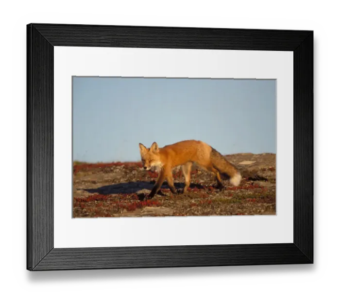 Framed Print : red fox, Vulpes vulpes, in fall colors along the central North Slope of the Brooks Range Framed Print : red fox, Vulpes vulpes, in fall colors along the central North Slope of the Brooks Range