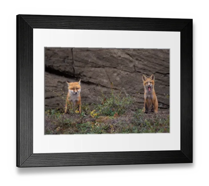 Framed Print : red fox, Vulpes vulpes, pair of pups, 1002 coastal plain of the Arctic National Wildlife Refuge Framed Print : red fox, Vulpes vulpes, pair of pups, 1002 coastal plain of the Arctic National Wildlife Refuge