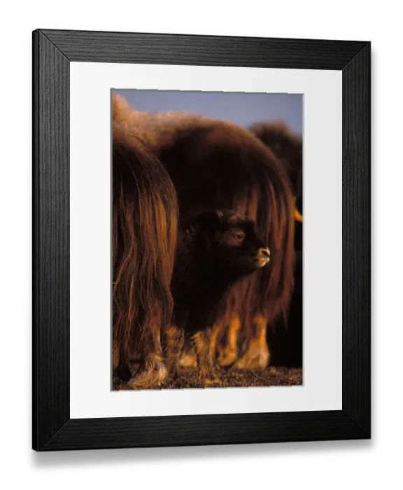 Framed Print : muskox, Ovibos moschatus, newborn calf between adults, central Arctic coastal plain Framed Print : muskox, Ovibos moschatus, newborn calf between adults, central Arctic coastal plain
