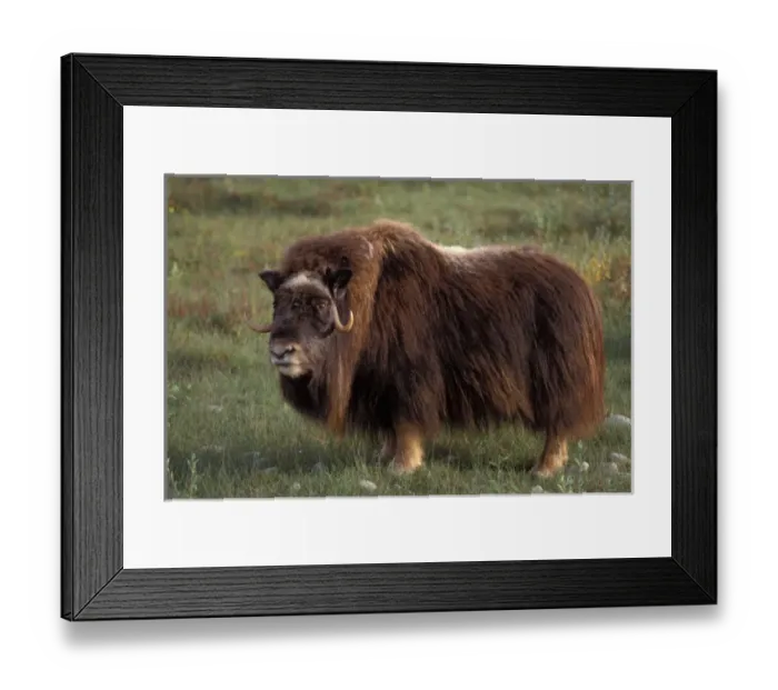 Framed Print : muskox, Ovibos moschatus, cow on the central Arctic coastal plain, North Slope of the Brooks Range