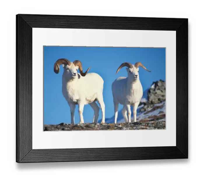 Framed Print : dall sheep, Ovis dalli, pair of rams on Mount Margaret, Denali National Park, interior Framed Print : dall sheep, Ovis dalli, pair of rams on Mount Margaret, Denali National Park, interior