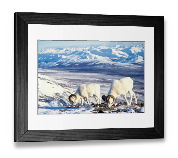 Framed Print : dall sheep, Ovis dalli, pair foraging on a snow-covered hillside in Denali National Park Framed Print : dall sheep, Ovis dalli, pair foraging on a snow-covered hillside in Denali National Park