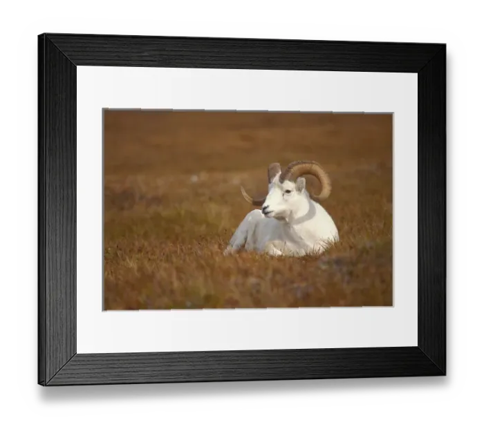 Framed Print : dall sheep, Ovis dalli, ram resting on Mount Margaret, Denali National Park, interior Framed Print : dall sheep, Ovis dalli, ram resting on Mount Margaret, Denali National Park, interior
