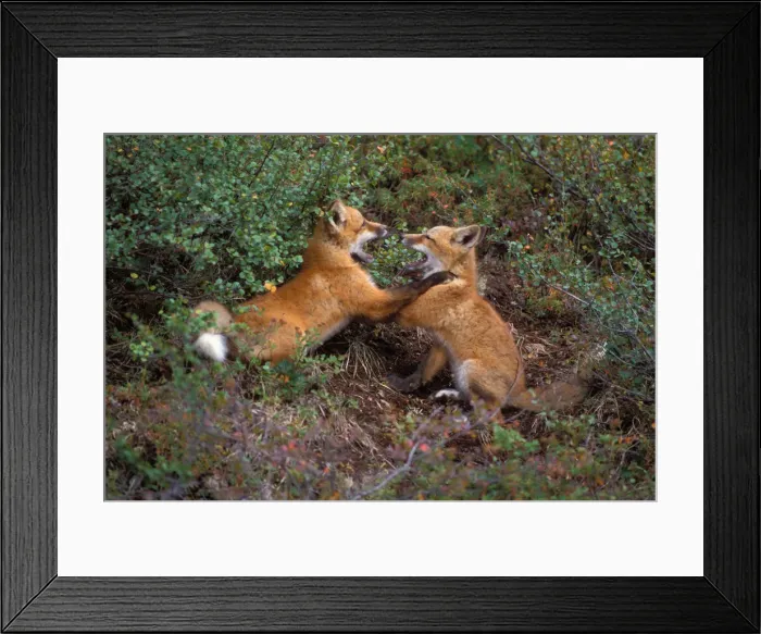 Framed Print : red fox, Vulpes vulpes, pair of kits playing, 1002 coastal plain of the Arctic National