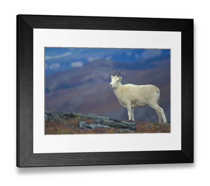 Framed Print : dall sheep, Ovis dalli, ewe on Mount Margaret, Denali National Park, interior of Alaska Framed Print : dall sheep, Ovis dalli, ewe on Mount Margaret, Denali National Park, interior of Alaska