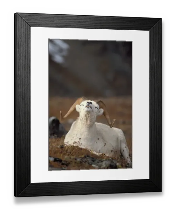 Framed Print : dall sheep, Ovis dalli, ram scenting the air, Mount Margaret, Denali National Park Framed Print : dall sheep, Ovis dalli, ram scenting the air, Mount Margaret, Denali National Park