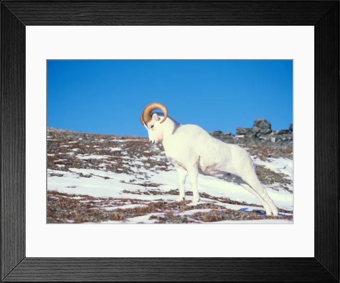 Framed Print : dall sheep, Ovis dalli, ram on a snow-covered hillside in Denali National Park, interior Framed Print : dall sheep, Ovis dalli, ram on a snow-covered hillside in Denali National Park, interior