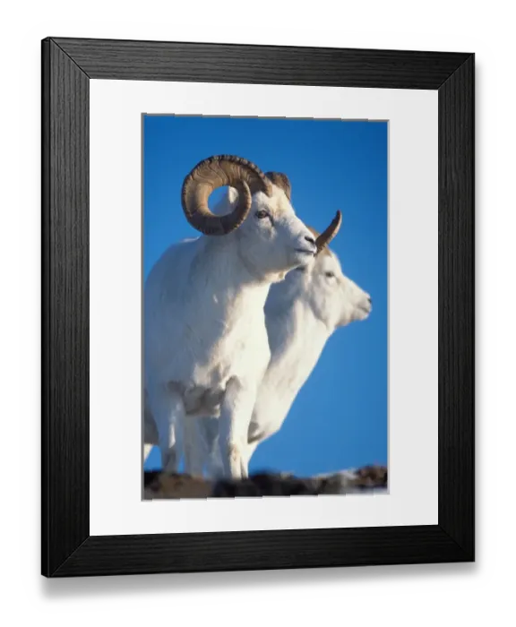 Framed Print : dall sheep, Ovis dalli, ram and ewe on Mount Margaret, Denali National Park, interior Framed Print : dall sheep, Ovis dalli, ram and ewe on Mount Margaret, Denali National Park, interior