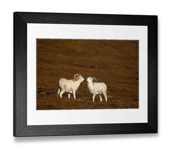 Framed Print : dall sheep, Ovis dalli, pair of rams on fall tundra, Denali National Park, interior Framed Print : dall sheep, Ovis dalli, pair of rams on fall tundra, Denali National Park, interior