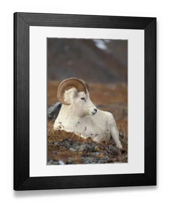 Framed Print : dall sheep, Ovis dalli, ram resting on Mount Margaret, Denali National Park, interior