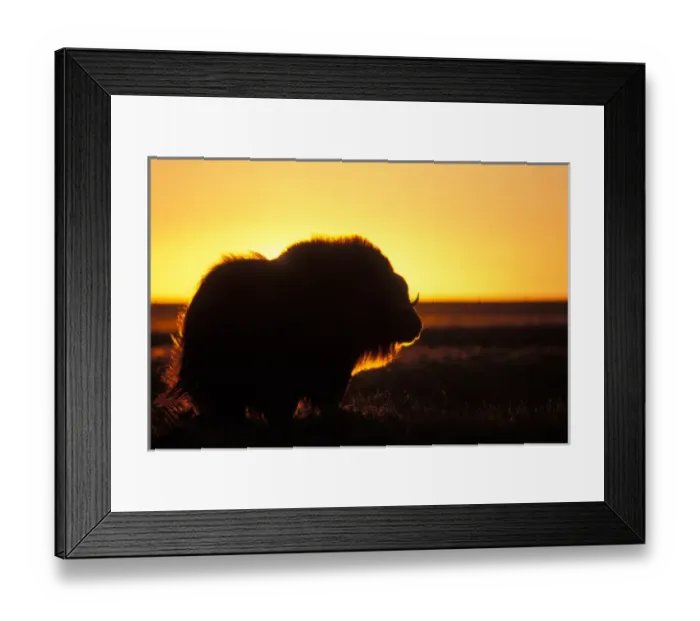 Framed Print : muskox, Ovibos moschatus, silhouetted at sunset, central Arctic coastal plain, North Framed Print : muskox, Ovibos moschatus, silhouetted at sunset, central Arctic coastal plain, North