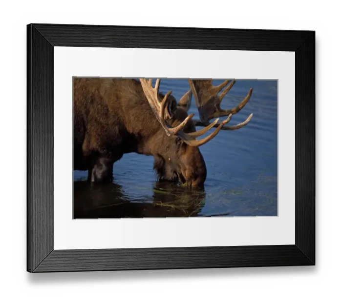 Framed Print : moose, Alces alces, bull feeding on aquatic plants in a kettle pond, Denali National Park