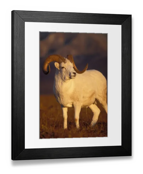 Framed Print : dall sheep, Ovis dalli, ram on Mount Margaret, Denali National Park, interior of Alaska Framed Print : dall sheep, Ovis dalli, ram on Mount Margaret, Denali National Park, interior of Alaska