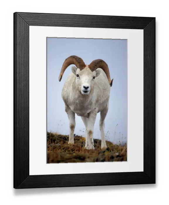 Framed Print : dall sheep, Ovis dalli, ram on Mount Margaret, Denali National Park, interior of Alaska Framed Print : dall sheep, Ovis dalli, ram on Mount Margaret, Denali National Park, interior of Alaska