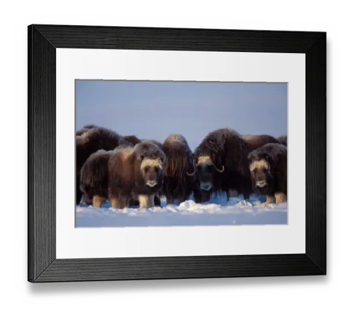 Framed Print : muskox, Ovibos moschatus, group on the central Arctic coastal plain, North Slope Framed Print : muskox, Ovibos moschatus, group on the central Arctic coastal plain, North Slope