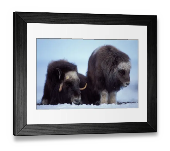 Framed Print : muskox, Ovibos moschatus, cow and calf on the central Arctic coastal plain, North Framed Print : muskox, Ovibos moschatus, cow and calf on the central Arctic coastal plain, North