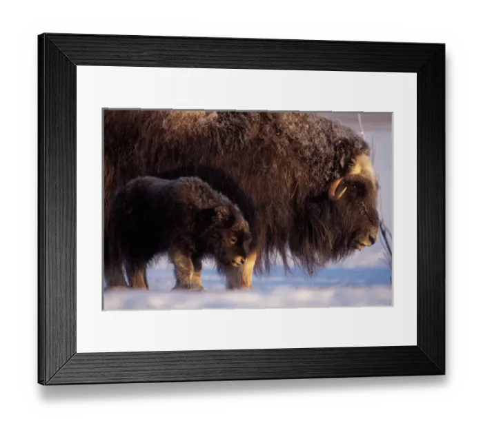 Framed Print : muskox, Ovibos moschatus, cow and newborn calf on the central Arctic coastal plain Framed Print : muskox, Ovibos moschatus, cow and newborn calf on the central Arctic coastal plain