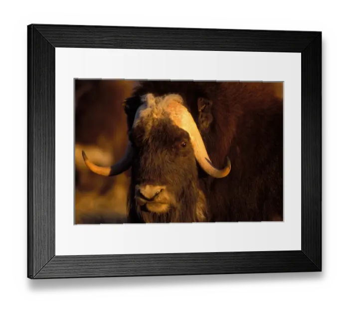 Framed Print : muskox, Ovibos moschatus, bull on the central Arctic coastal plain, North Slope of the Brooks Range Framed Print : muskox, Ovibos moschatus, bull on the central Arctic coastal plain, North Slope of the Brooks Range
