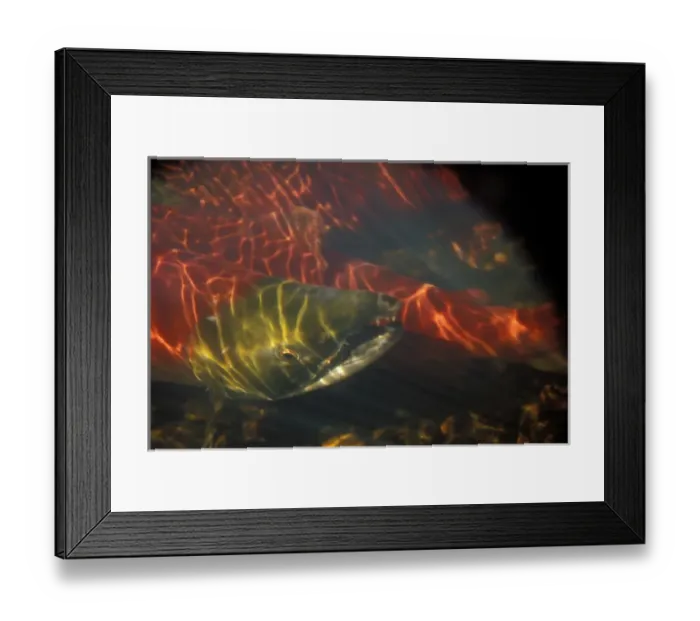 Framed Print : sockeye salmon, Oncorhynchus nerka, or red salmon, male in a spawning stream with Framed Print : sockeye salmon, Oncorhynchus nerka, or red salmon, male in a spawning stream with