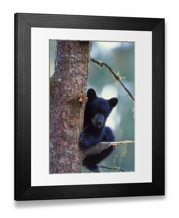 Framed Print : black bear, Ursus americanus, cub in a tree along Anan Creek, Tongass National Forest