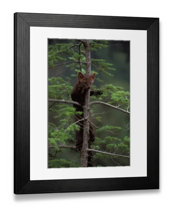 Framed Print : pine marten, Martes martes, climbing in a tree, Takshanuk mountains, northern southeast Framed Print : pine marten, Martes martes, climbing in a tree, Takshanuk mountains, northern southeast