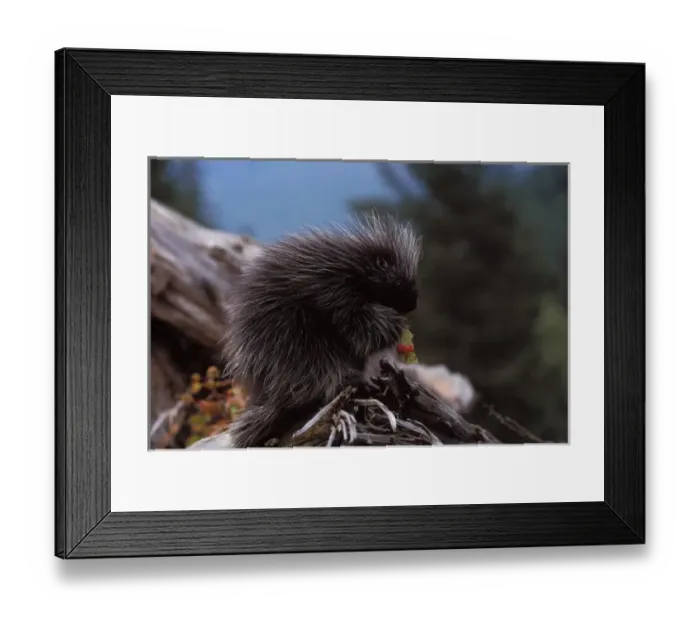 Framed Print : common porcupine, Erethizon dorsatum, feeding on high brush cranberry leaves, Takshanuk mountains Framed Print : common porcupine, Erethizon dorsatum, feeding on high brush cranberry leaves, Takshanuk mountains