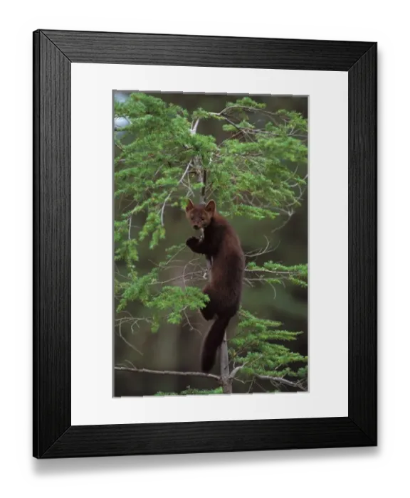 Framed Print : pine marten, Martes martes, climbing in a tree, Takshanuk mountains, northern southeast