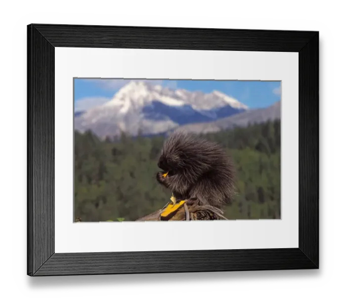 Framed Print : common porcupine, Erethizon dorsatum, baby feeding on a cottonwood tree leaf, Takshanuk mountains Framed Print : common porcupine, Erethizon dorsatum, baby feeding on a cottonwood tree leaf, Takshanuk mountains