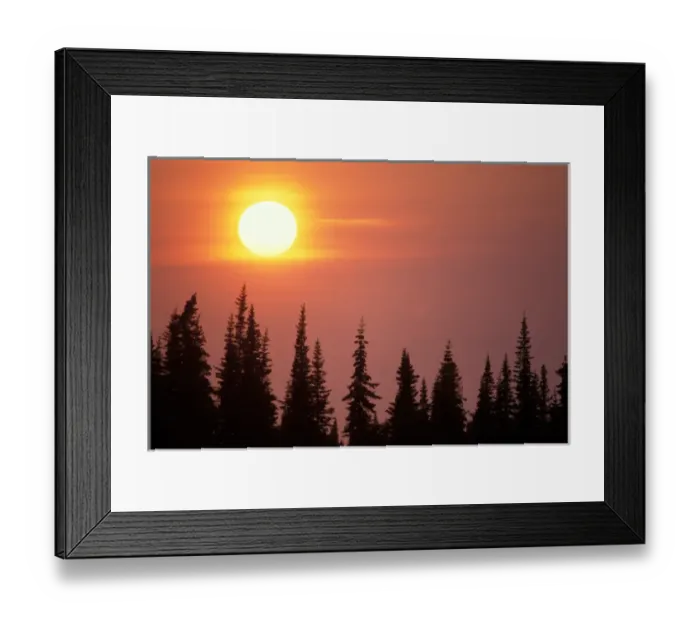 Framed Print : sunset over black spruce trees, Kenai Peninsula, southcentral Alaska