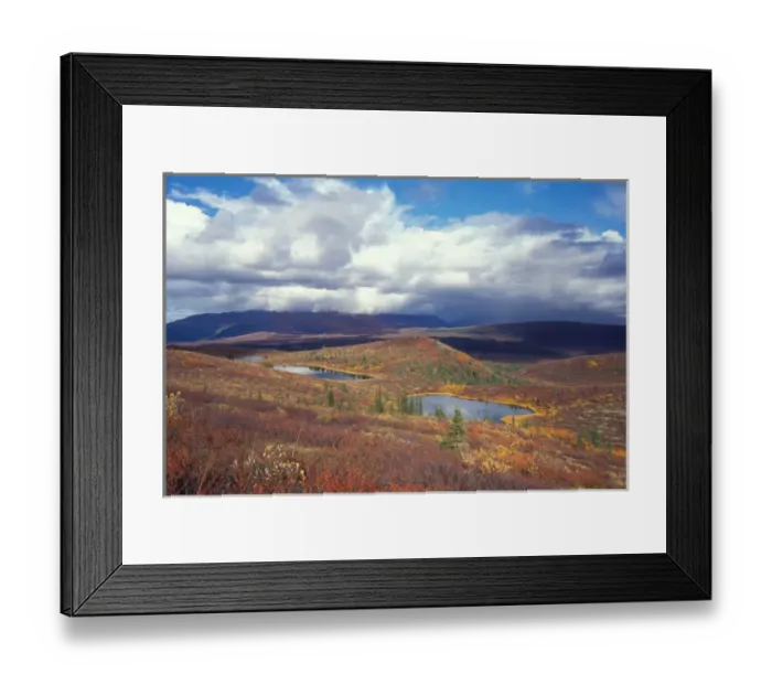 Framed Print : kettle ponds and fall colors in Denali National Park, interior of Alaska
